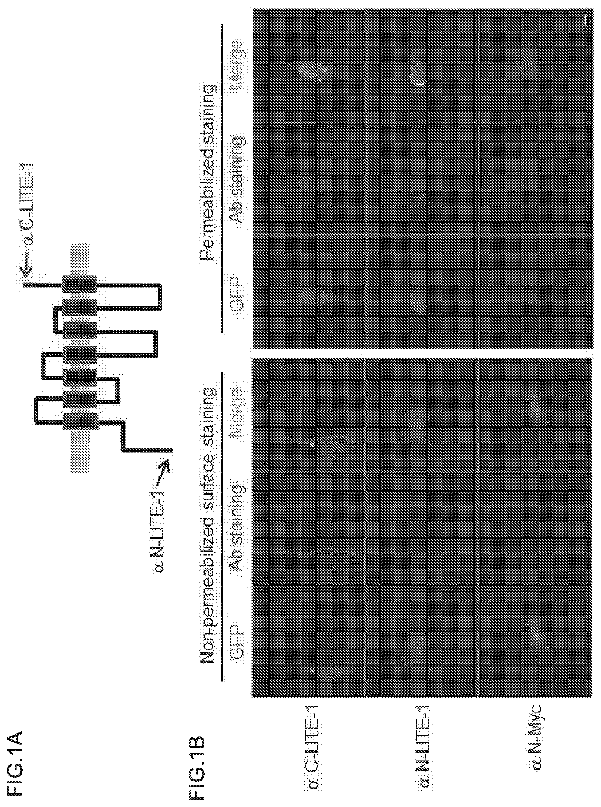 Compositions and methods for blocking ultraviolet radiation