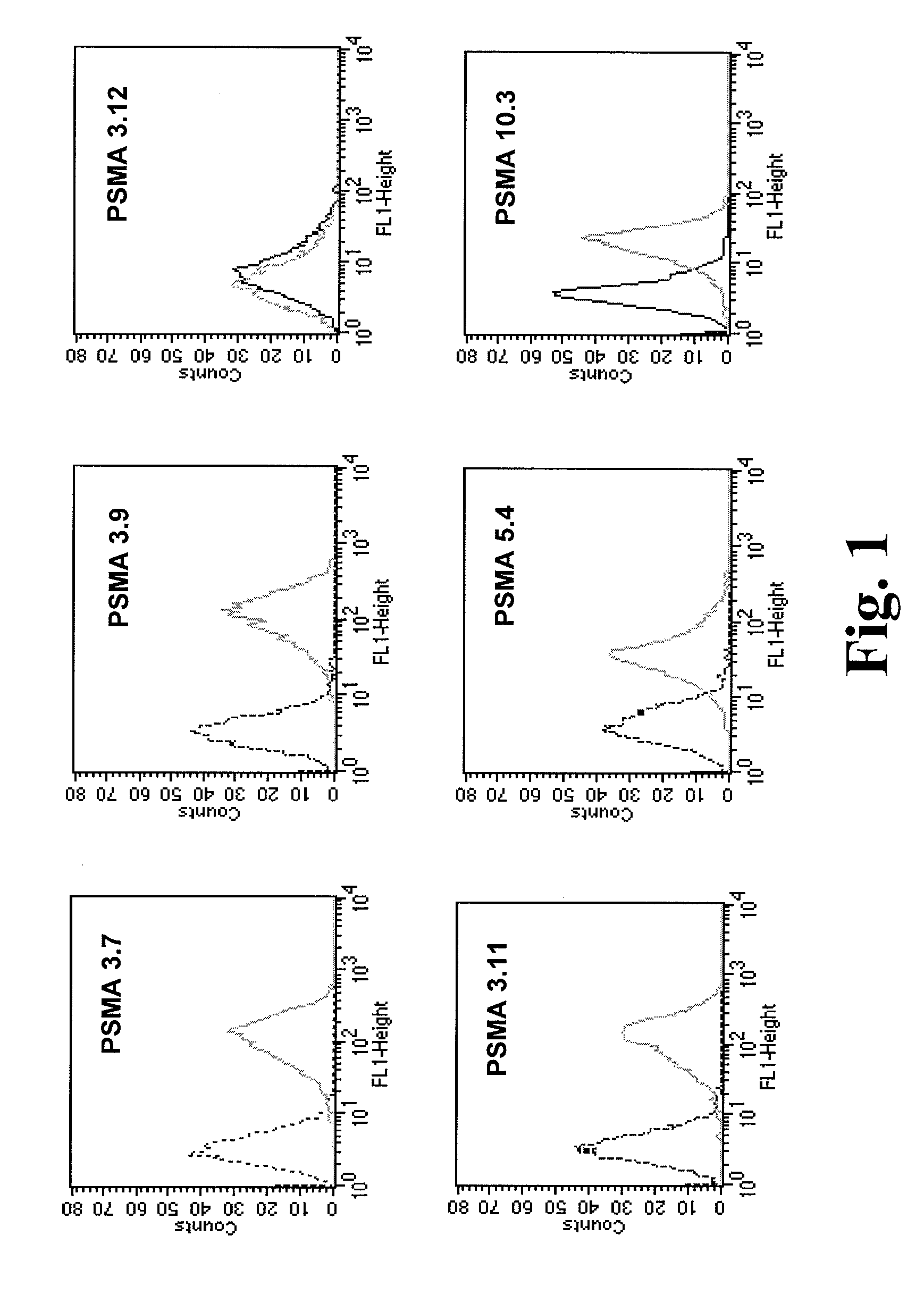 Compositions of PSMA antibodies