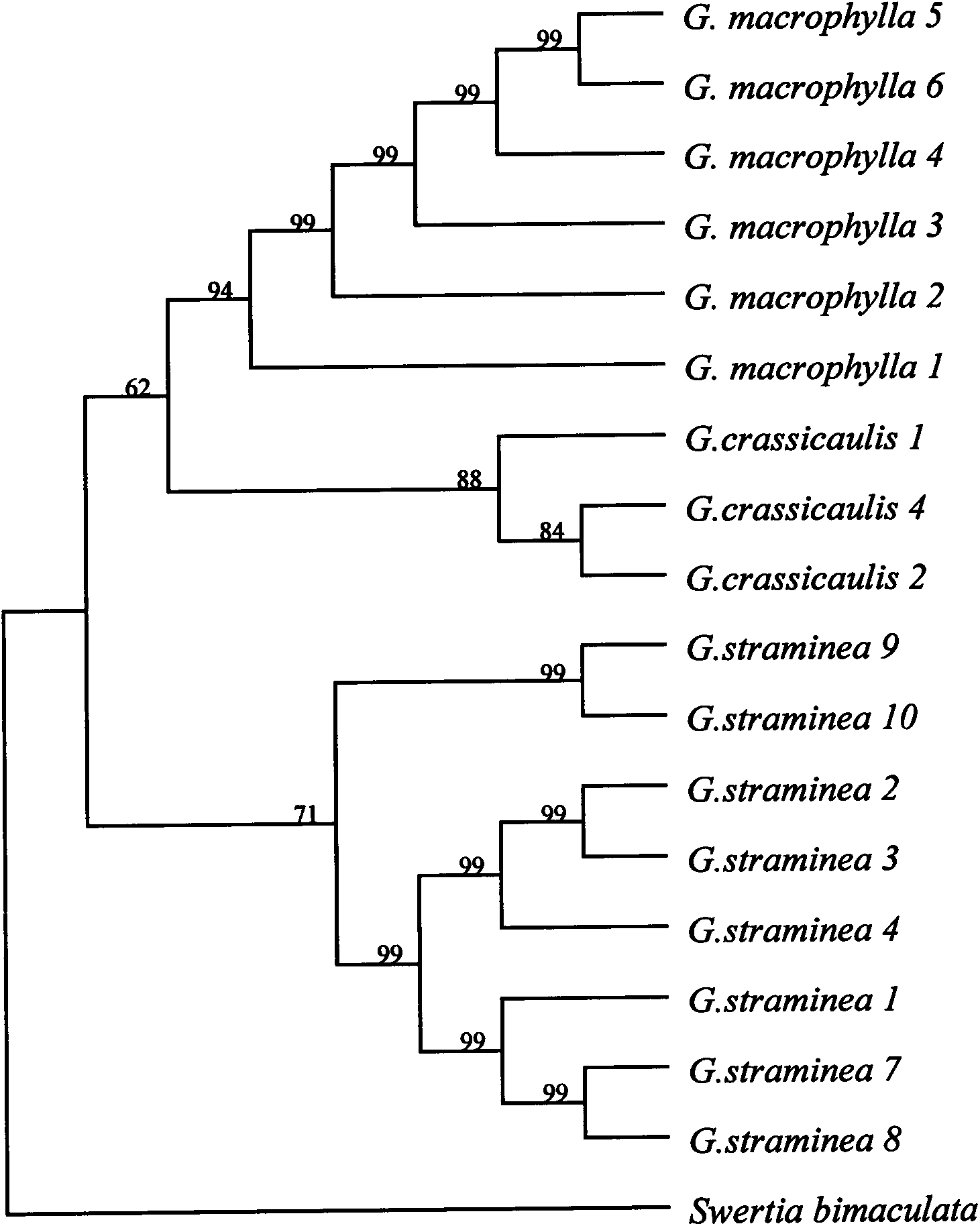 Method for identifying DNA barcodes of three gentiana macrophylla medicinal materials in pharmacopeia
