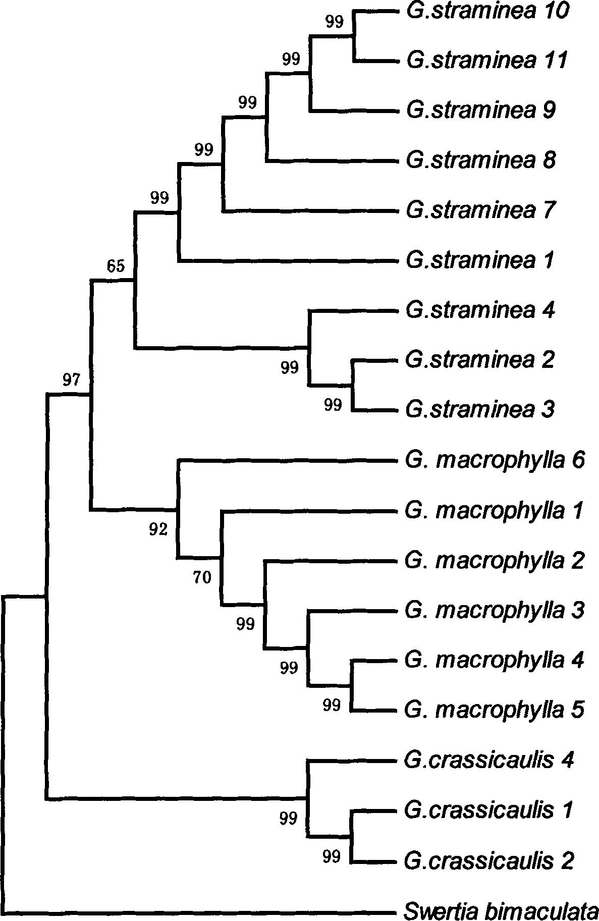 Method for identifying DNA barcodes of three gentiana macrophylla medicinal materials in pharmacopeia
