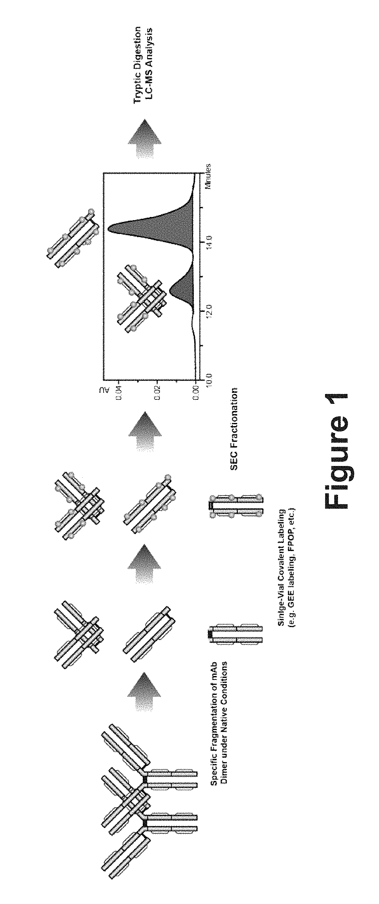 System and method for characterizing protein dimerization