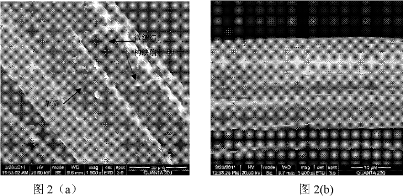 Environmentally friendly modified bast fiber containing functional structure, and preparation method thereof