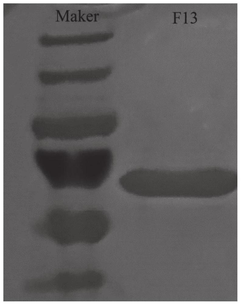 N glycosyl transferase mutant F13 and application thereof