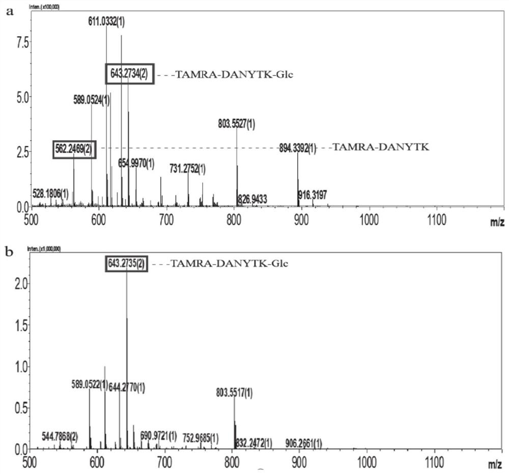 N glycosyl transferase mutant F13 and application thereof