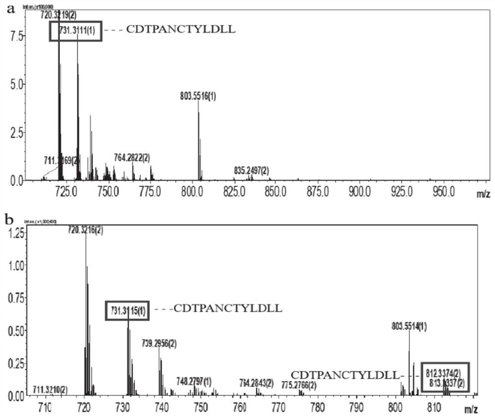 N glycosyl transferase mutant F13 and application thereof