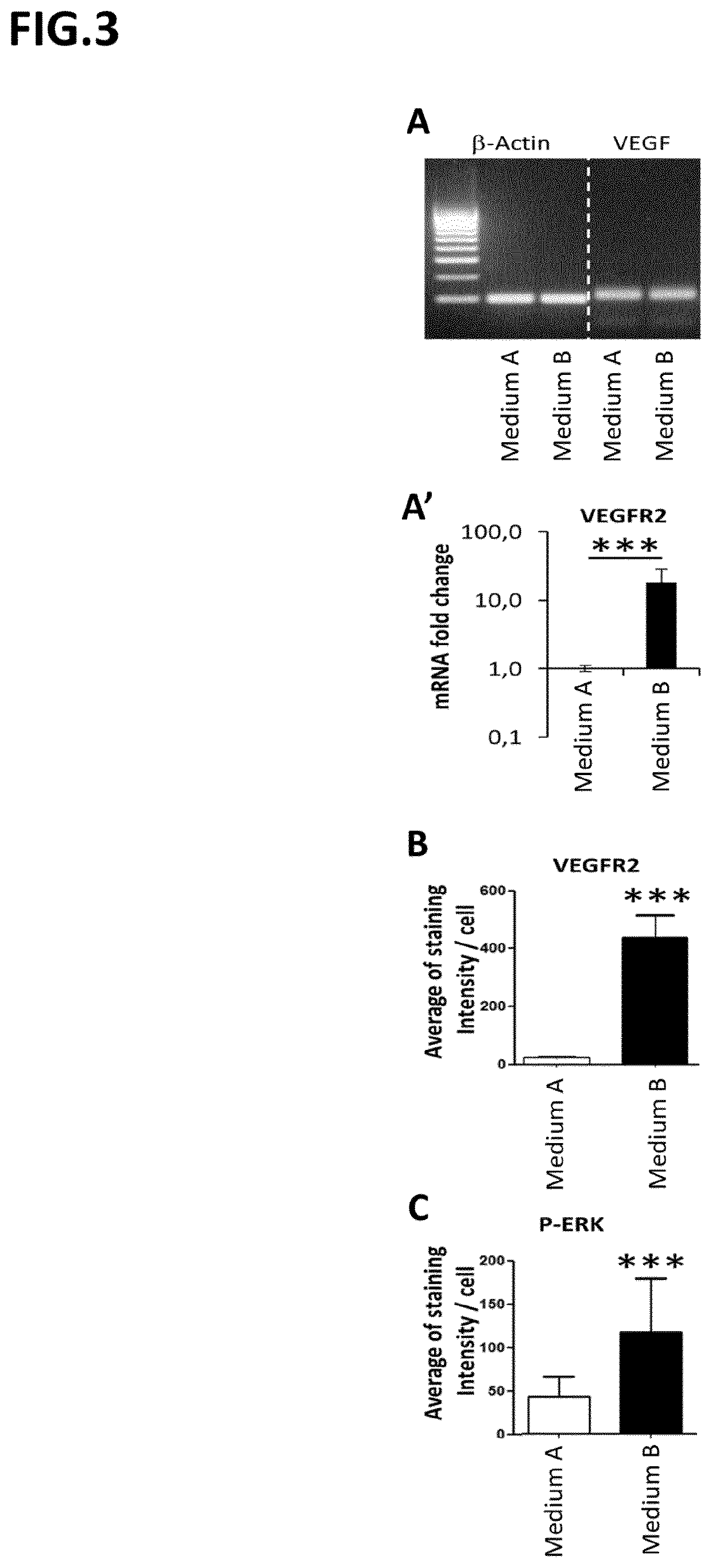 Cellular aggregates for use in vascularisation therapy