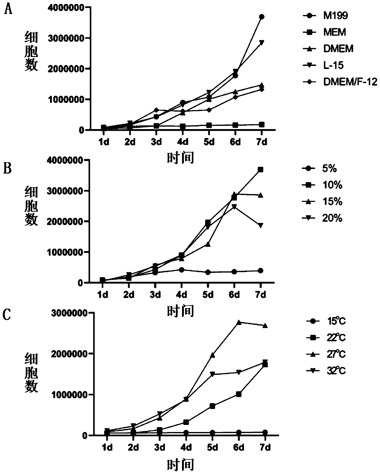 Wubanli (hybrid of channa argus and channa maculata) brain cell line and construction method and application thereof