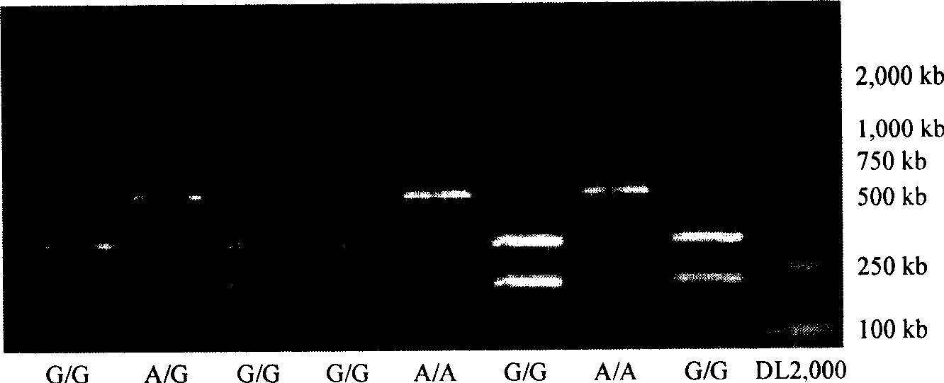 Method for detecting genotype of gene CYP1A2 associated with medicament metabolism ability and liver cancer susceptibility