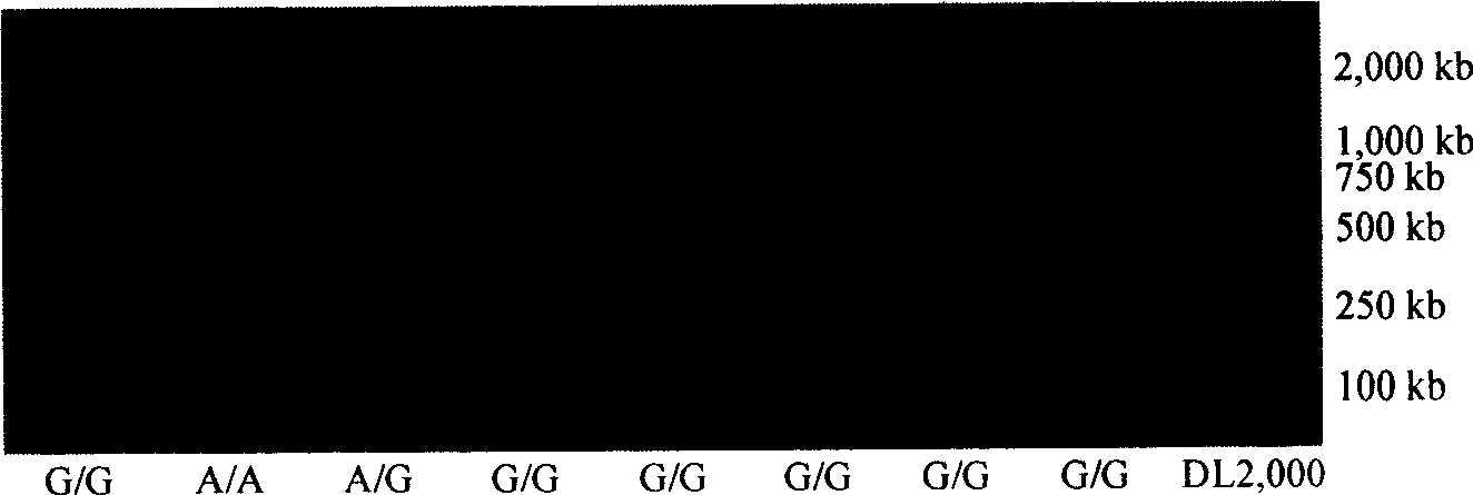 Method for detecting genotype of gene CYP1A2 associated with medicament metabolism ability and liver cancer susceptibility