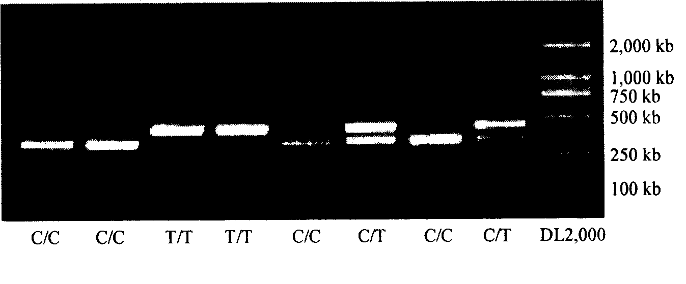 Method for detecting genotype of gene CYP1A2 associated with medicament metabolism ability and liver cancer susceptibility