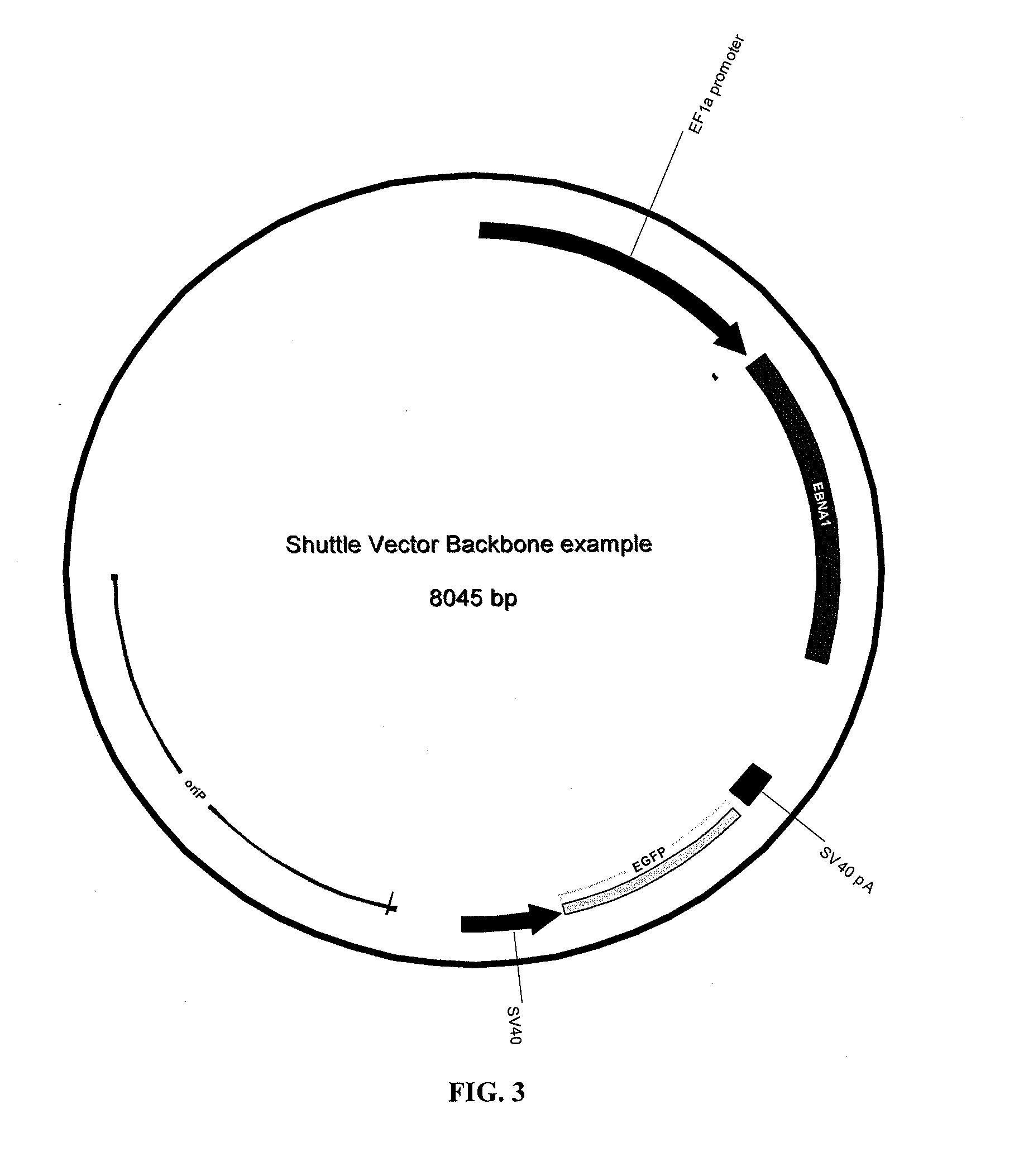 Methods for the production of ips cells using non-viral approach