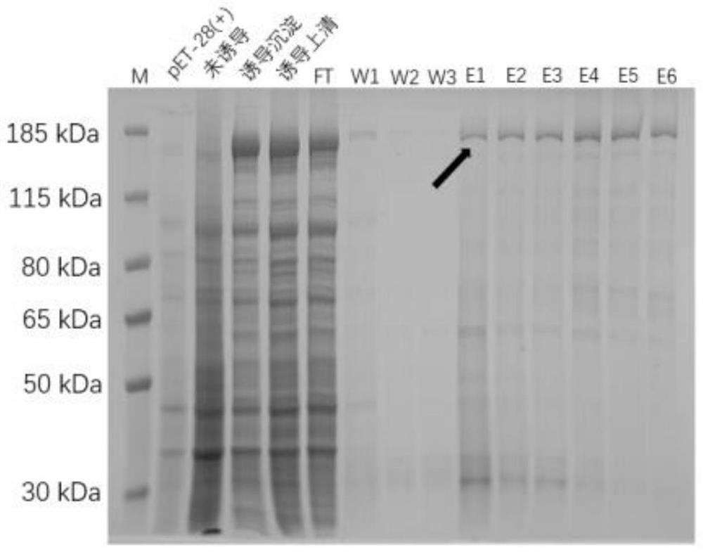 Recombinant fusion protein of 8 proteins of streptococcus equi subsp.equi as well as preparation method and application of recombinant fusion protein