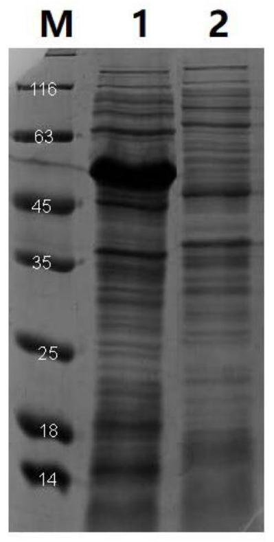 Lactone hydrolase mutant and application thereof
