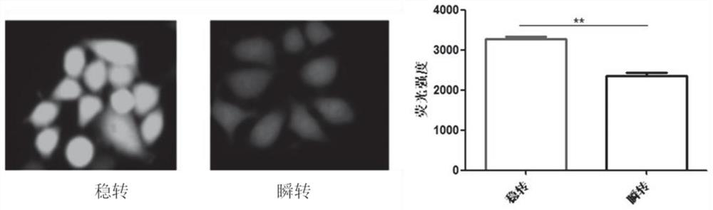 Carrier for detecting in vitro cell proliferation and in vitro cell proliferation dynamic detection method