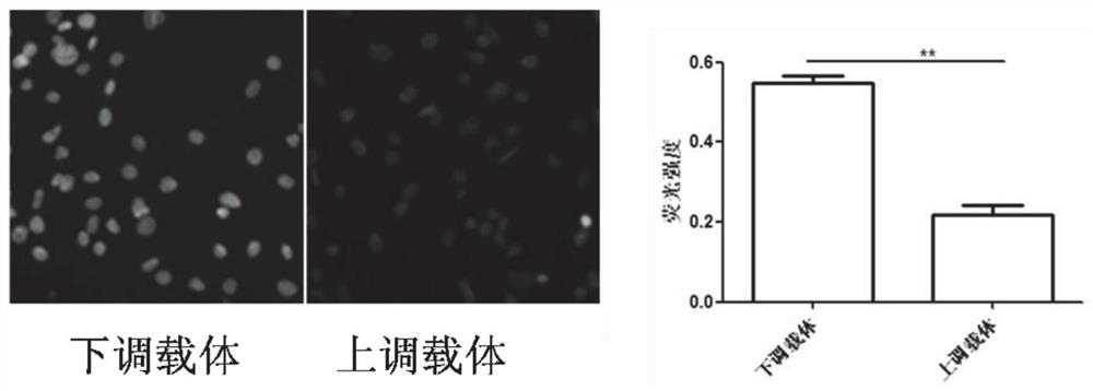 Carrier for detecting in vitro cell proliferation and in vitro cell proliferation dynamic detection method