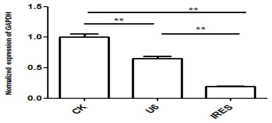 Carrier for detecting in vitro cell proliferation and in vitro cell proliferation dynamic detection method