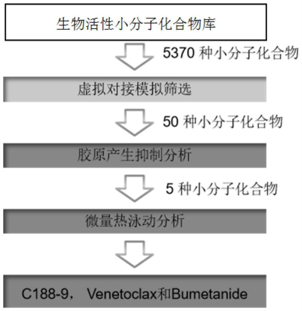 Application of C188-9, Venetoclax and Bumetanide in drugs for fibrotic diseases