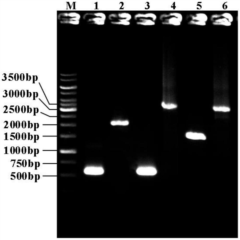 Genetically engineered bacterium for producing L-theanine by utilizing glucose de novo fermentation, method and application