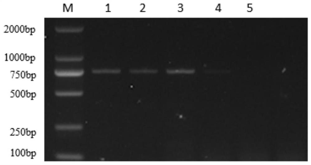 Multiplex PCR detection primer set, method and kit for avian pathogenic Escherichia coli etc.