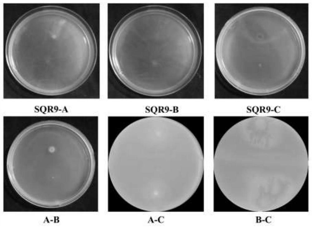 Plant growth-promoting complex microbial inoculant produced based on ecological relationship among strains and application thereof