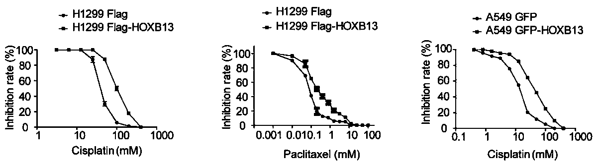 Kit for predicting lung adenocarcinoma progression, prognosis and drug resistance of lung-adenocarcinoma patients using HOXB13 combined with HOXB13 downstream target gene detection