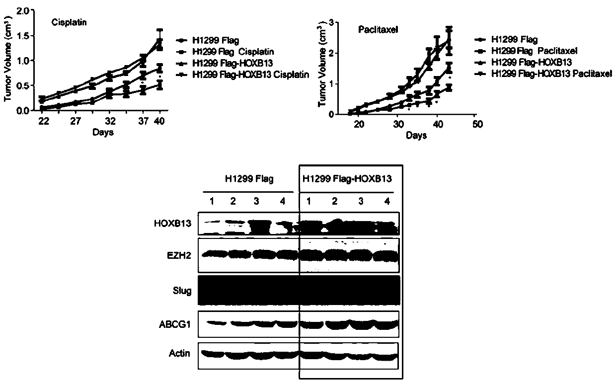 Kit for predicting lung adenocarcinoma progression, prognosis and drug resistance of lung-adenocarcinoma patients using HOXB13 combined with HOXB13 downstream target gene detection