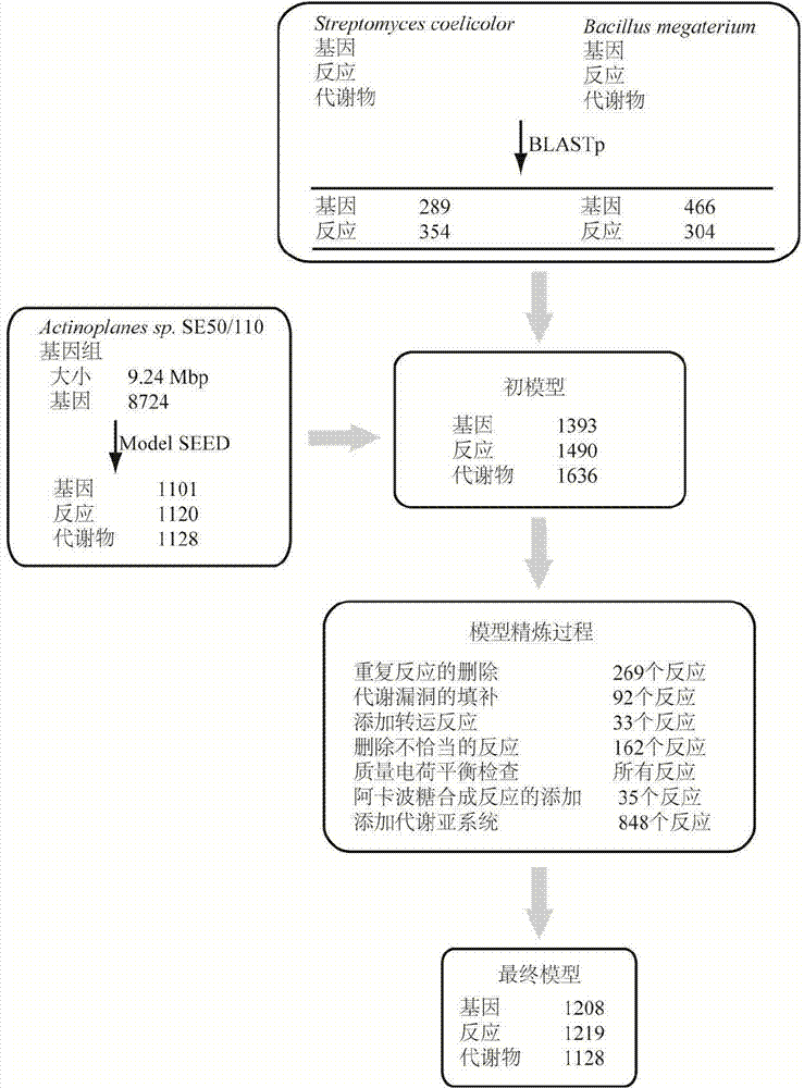 Method for establishing and analyzing scale metabolism network model of actinoplanetes genomes