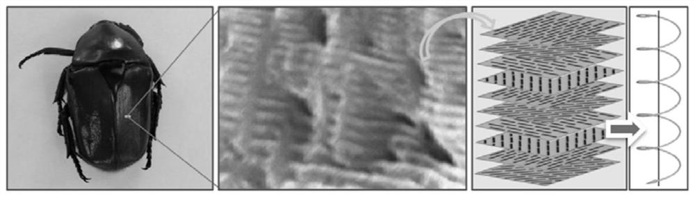 Adaptable to multiple waves and multifunctional biomimetic wave-absorbing metamaterials inspired by the helical structure of scarab carapace