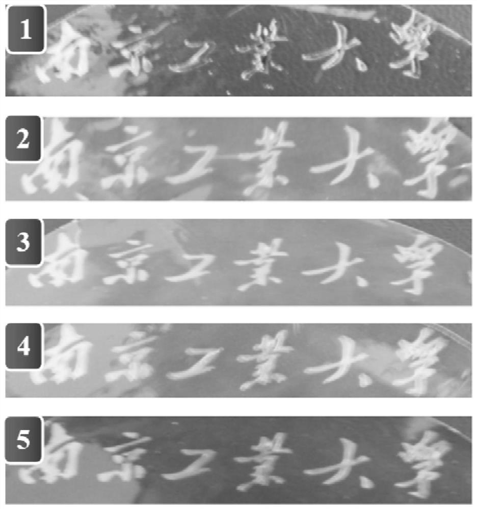 Photo-crosslinked chitosan-riboflavin edible film and preparation method thereof