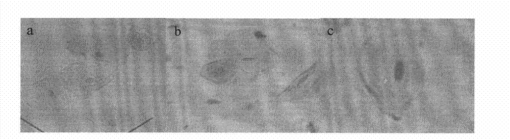 Identification method of nucleated cells and application thereof