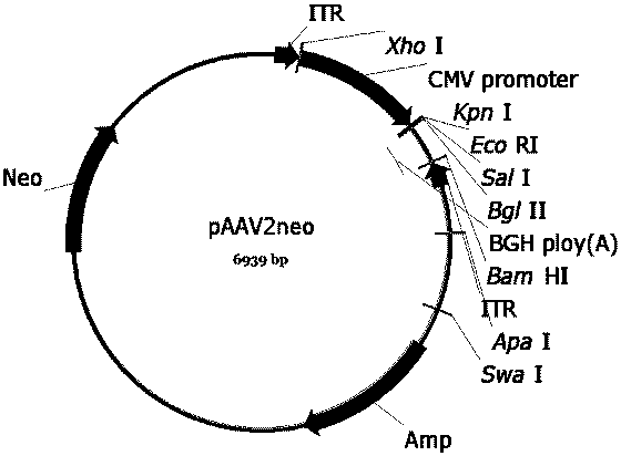 Genetic Medicines for Leber's Hereditary Optic Neuropathy