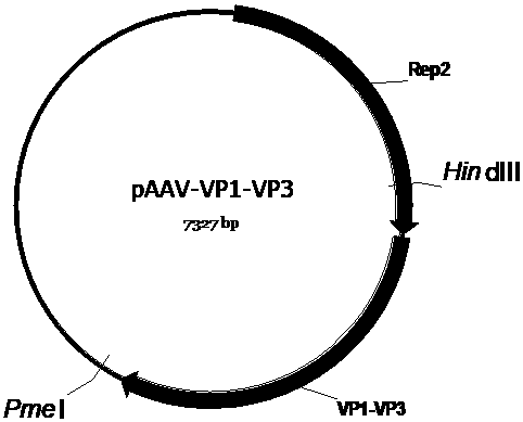 Genetic Medicines for Leber's Hereditary Optic Neuropathy