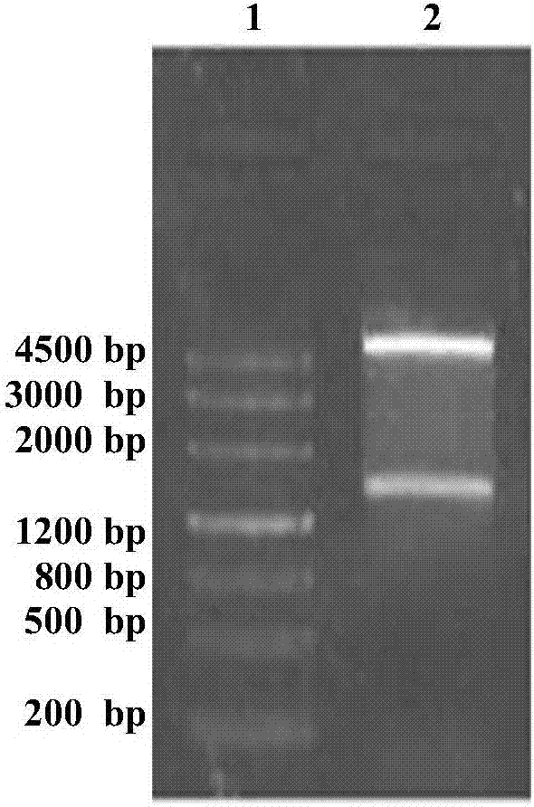 Chitin binding protein Bt-CBP, and coding gene and preparation method and application thereof