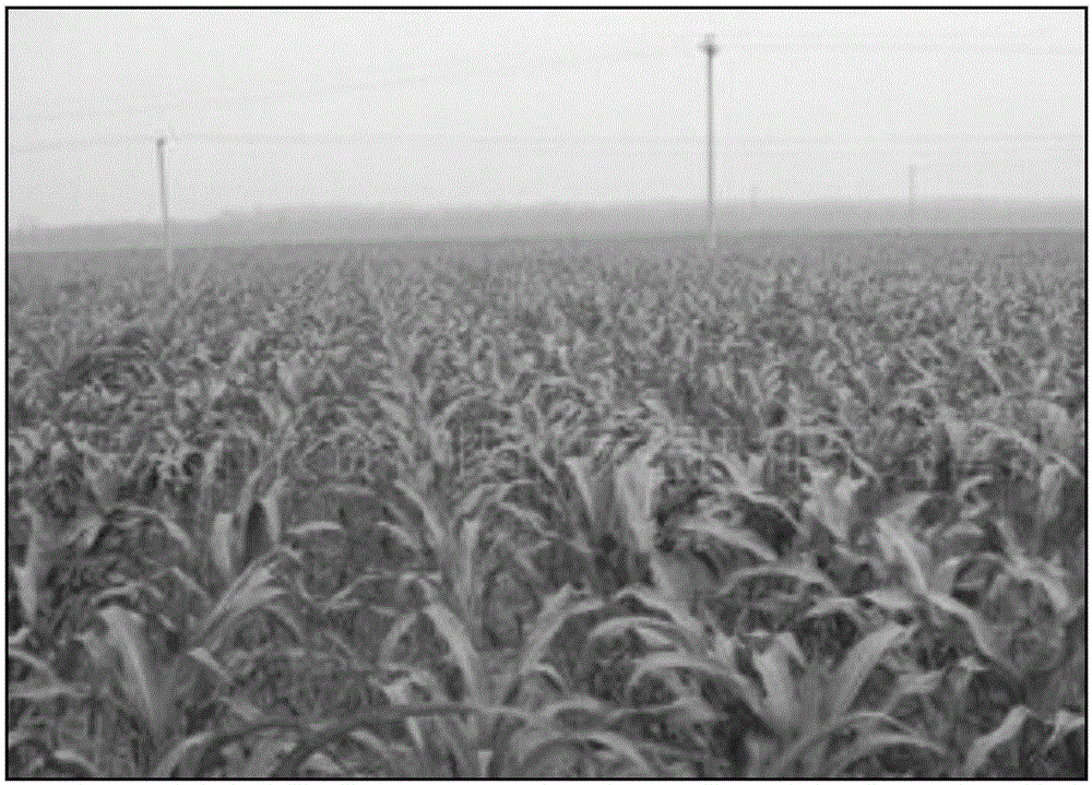 Compound microbial agents, bacterial manure, preparation methods thereof and application thereof to restoration of saline alkali soil