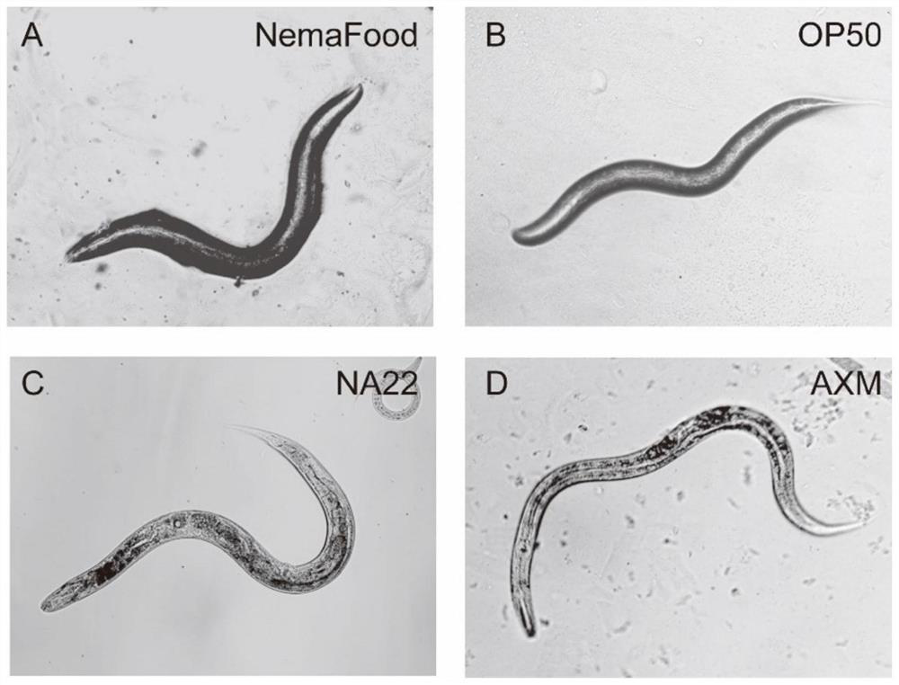 Caenorhabditis elegans particle food and preparation method thereof