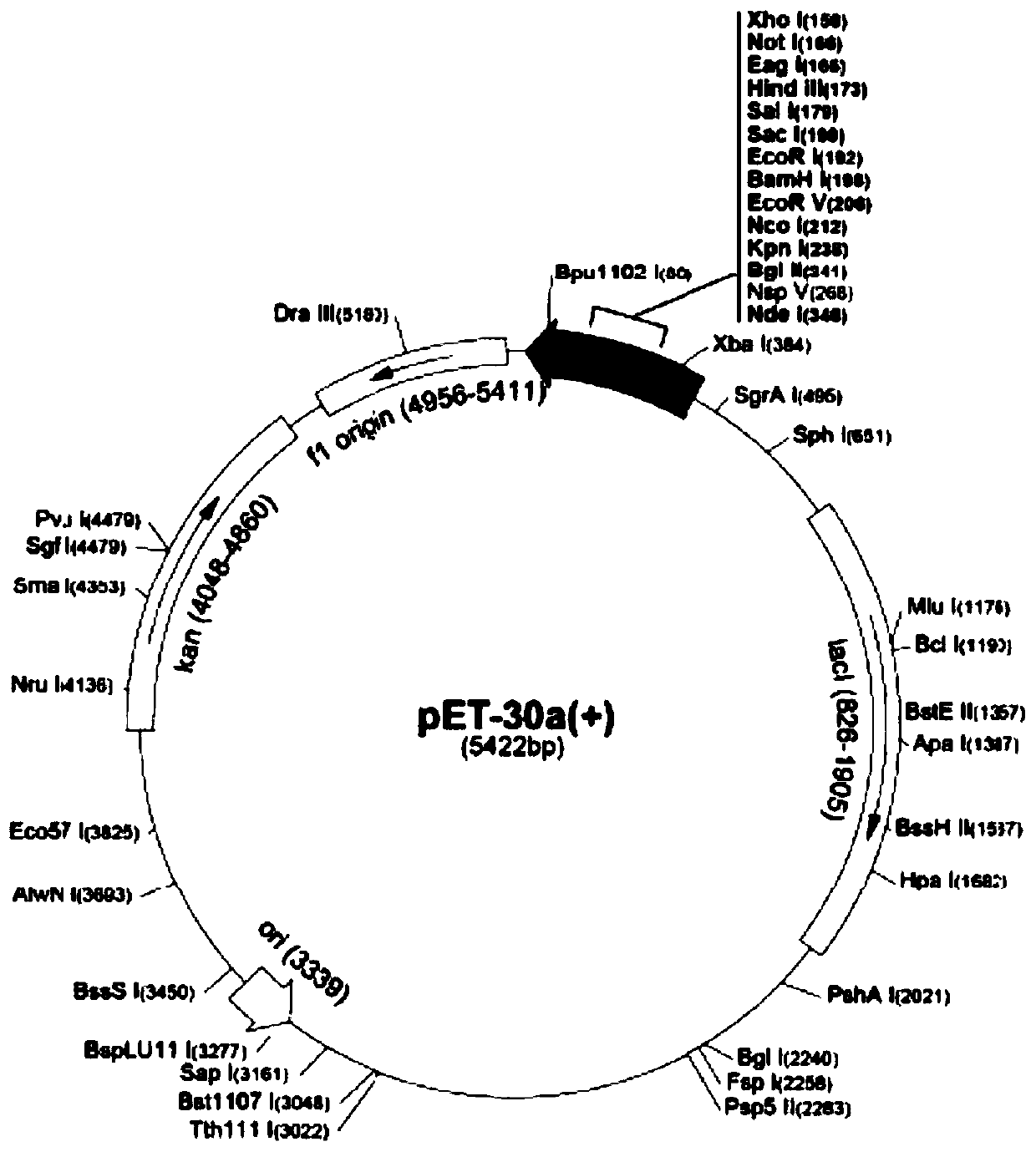 Bovine mycoplasma hypothetical protein MbovP732 and application thereof