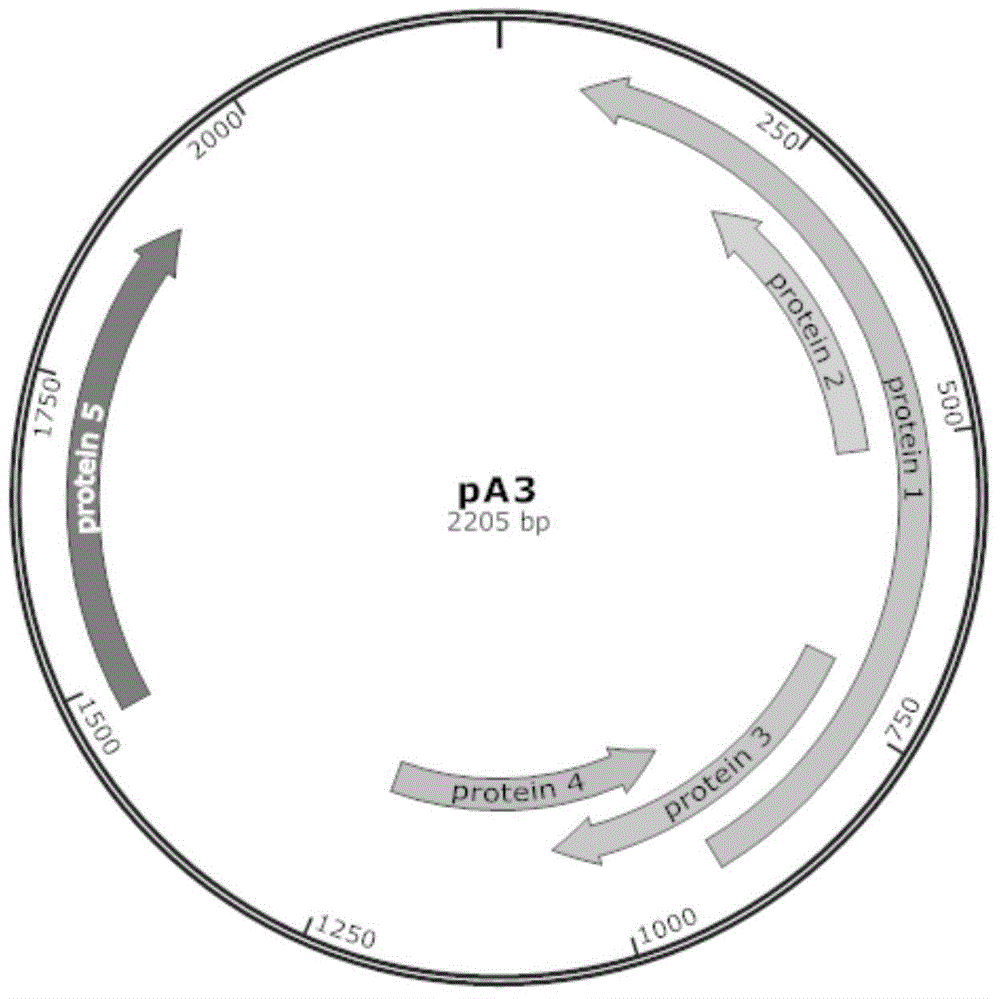 Arthrobacter sp. expression plasmid and application thereof