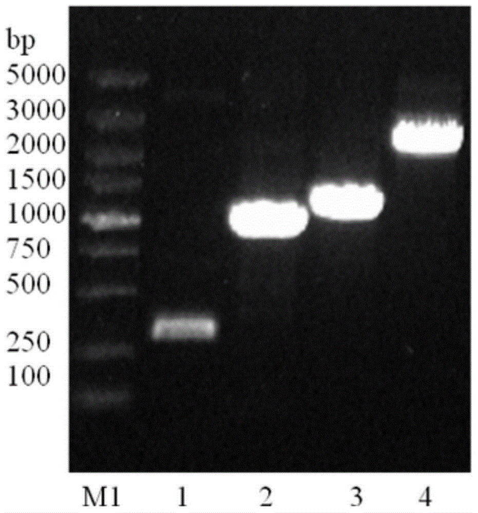 Arthrobacter sp. expression plasmid and application thereof