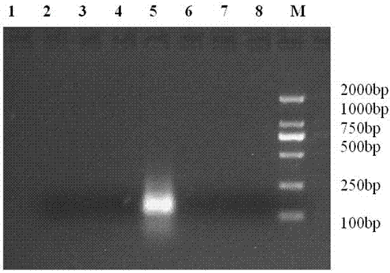 Kit and detection method for quickly detecting porcine transmissible gastroenteritis virus by adopting isothermal amplification technology