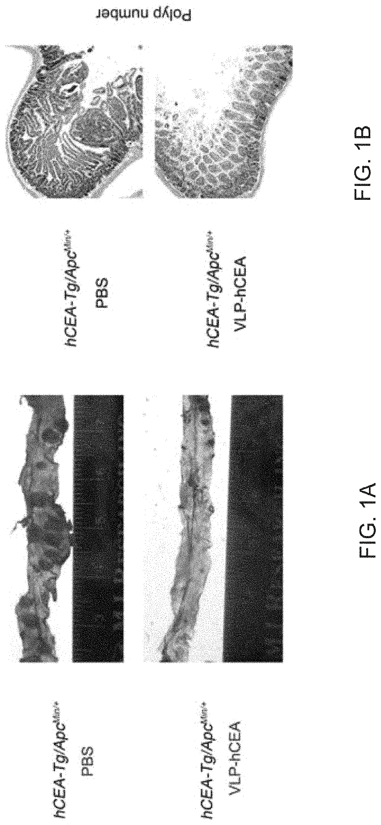 Inflammasome activators and methods of use to treat tumors