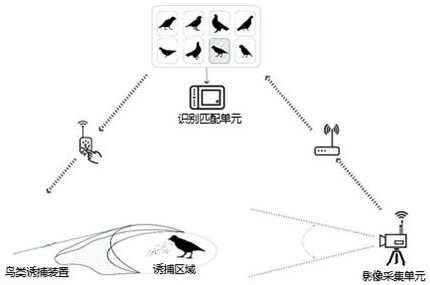 Directional trapping system and trapping method for birds