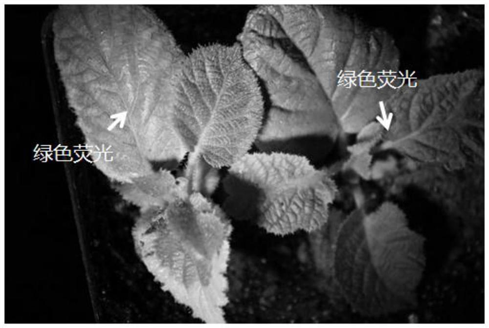 Culture medium and genetic transformation method of Hongyang kiwifruit