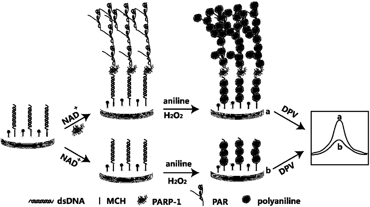 Method for quantitative detection of activity of poly(ADP-ribose)polymerase-1 (PARP-1) based on electrochemical sensing electrode with deposited polyaniline