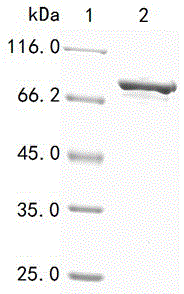 Aeromonas hydrophila heat shock protein subunit vaccine and preparation method thereof