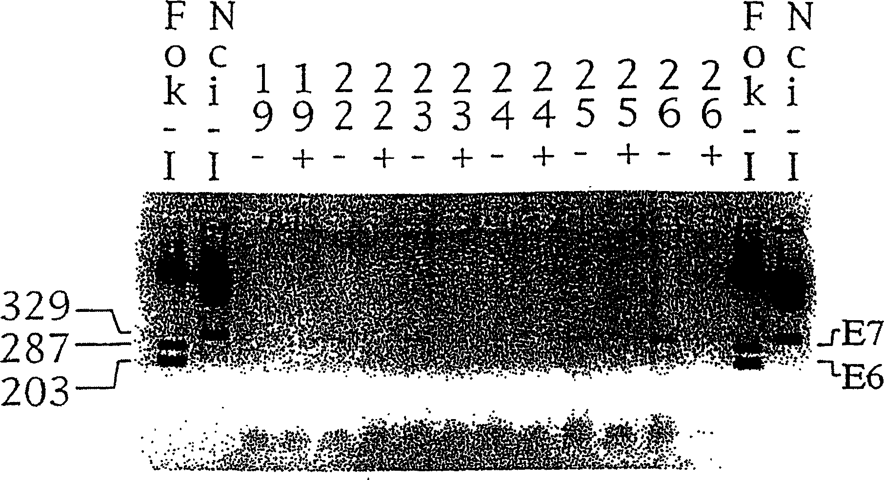 Method for regulation of gene expression in eukaryotic cells using nordihydroguaiaretic acid derivatives