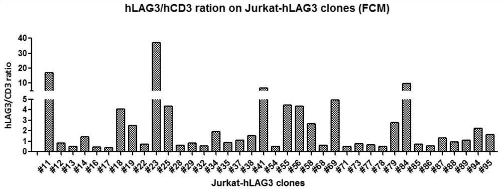 Method and kit for evaluating biological activity of LAG3 antibody
