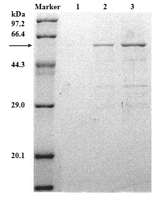 Gene knockout Escherichia coli beneficial to recombinant protein exocytosis and application thereof