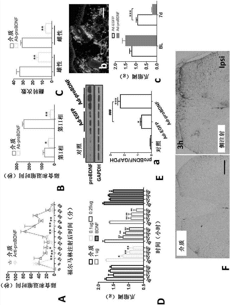 Peripheral brain derived neurotrophic factor (proBDNF) for regulating pain as inflammatory medium