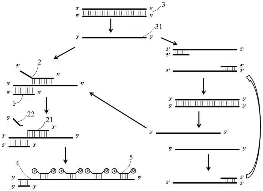 Fluorescent quantitative PCR reaction system, PCR reaction kit and nucleic acid quantitative detection method