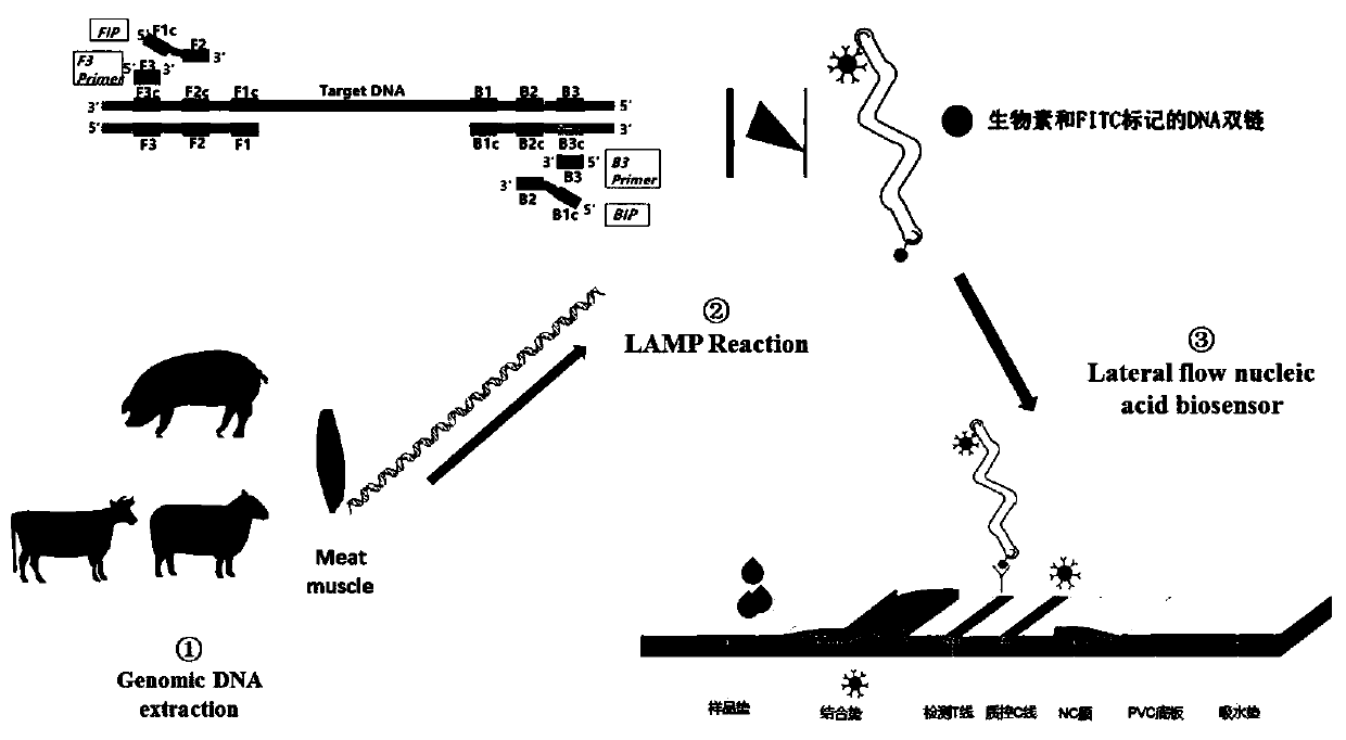 Quick detection method and kit for chicken source component in food